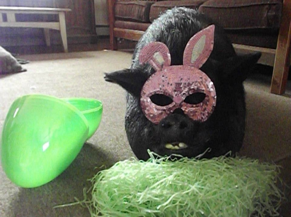 Hammie the pig dressed in a bunny mask